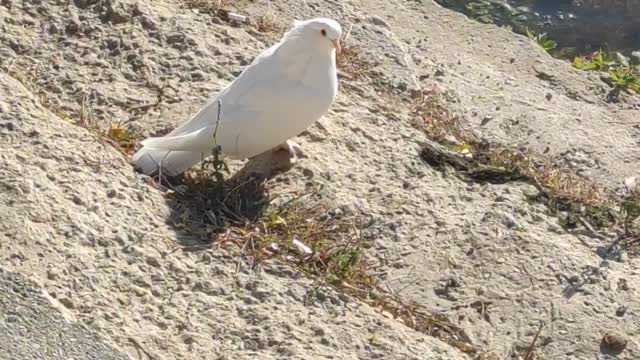 White bird and wonderful nature #whitebird #birds #bird #birdphotography #birdsofinstagram #nature #birdlovers #naturephotography #photography #white #birdwatching #wildlifephotography #wildlife #budgie #swan #photooftheday #egret #parakeet #whitebirds #l