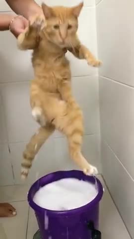 Cat shower 🚿🚿🚿🚿