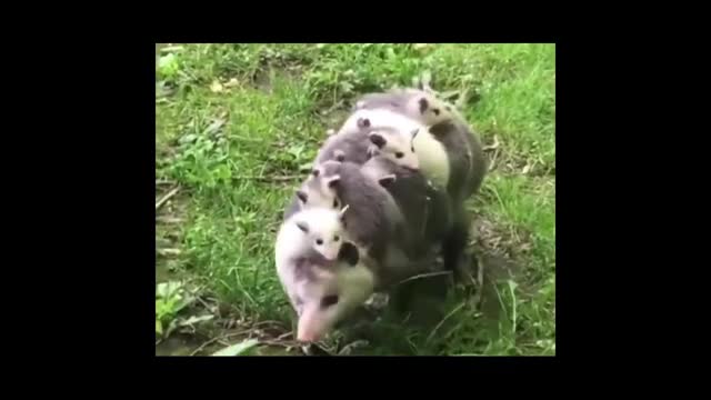Pig family and clownfish