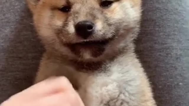 Funny Dog Videos 2021, Try Not To Laugh 🤣