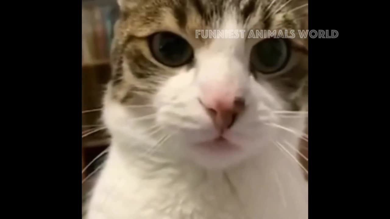 Funny Cats And Dogs Videos 😁 - BEST Funny Animal Videos 2024 🥰#1