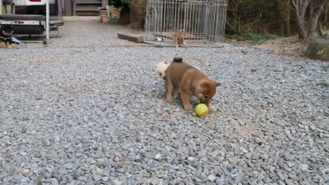 Shiba Inu Zi Inu White Shiba