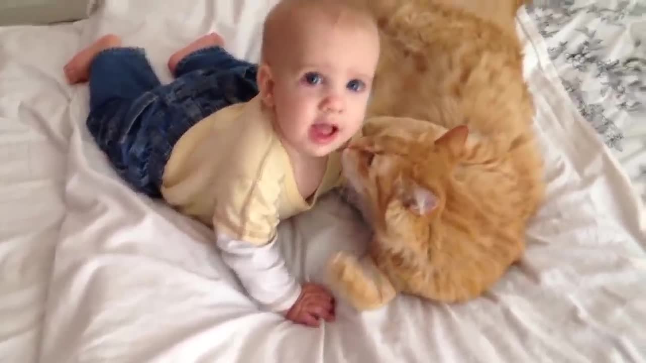 cats and babies that will make you laugh a lot