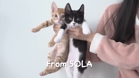 Introducing New Kittens To My Dog and then Grow Up Together