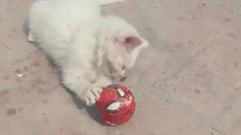 Kitten's play time