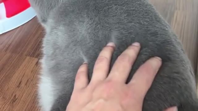 Angry CATS 😺 Videos That Will Have You Almost Choking With Laughter - Funny Pet Reaction