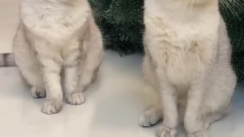 jingle bells Cat