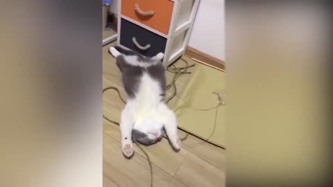 Tiktok cute CATS funny 2021