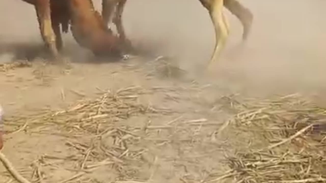 camel war