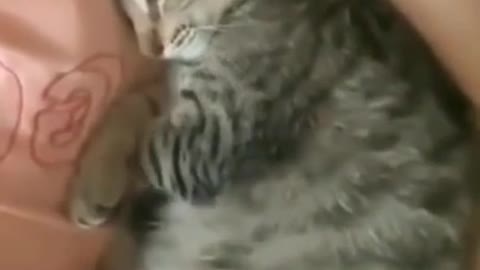 Cute cat