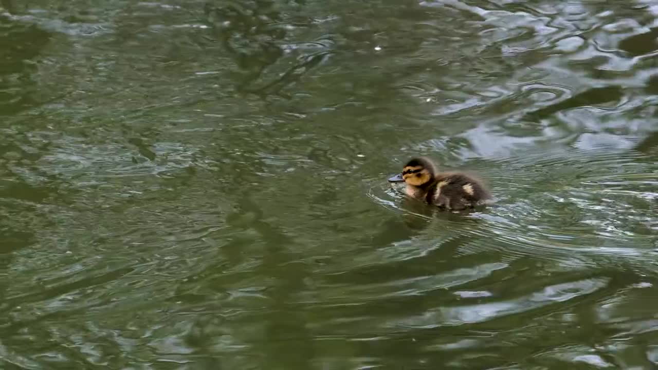 very cute small duck