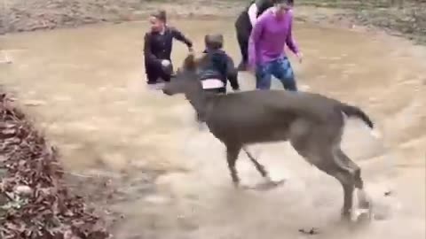 The Deer 🦌 playing with kids