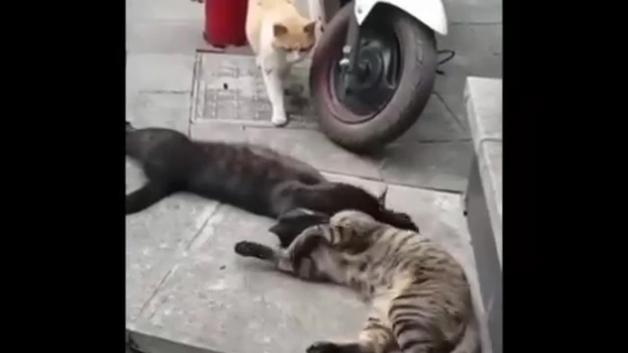 World Best funny moments in animals 😂😂😂#funnyvideo