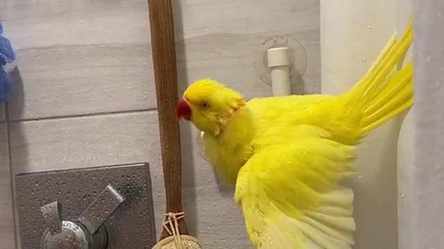 # Parrot gives it a bath