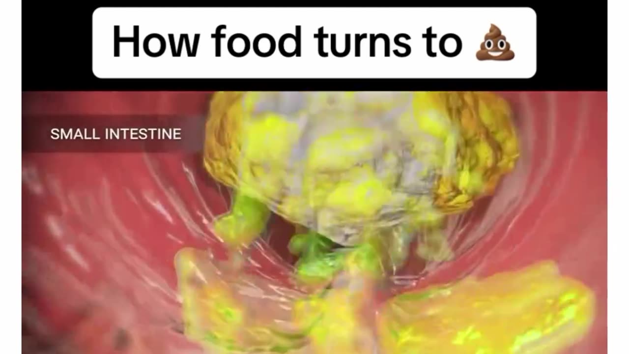 How food turns into 💩