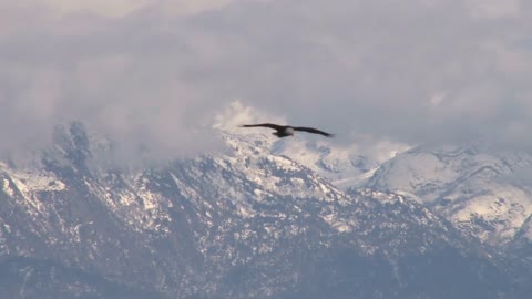 Bald Eagle Flying Near Snow Covered Mountains