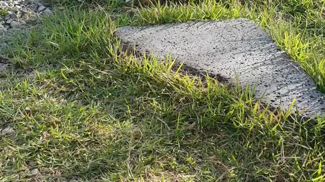 The kitten is washing her face in the yard.