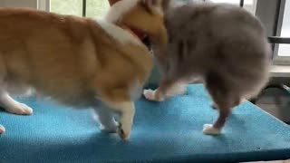 Calm Corgi Tolerates Extroverted Pup