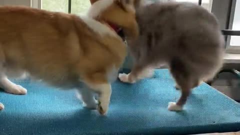 Calm Corgi Tolerates Extroverted Pup