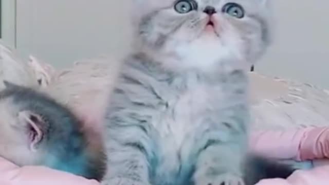Cute cats
