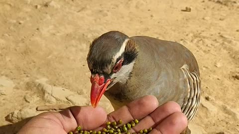 Funny 🐦🐦🐦 Bird video_ Cute Birds 🐦 Videos.