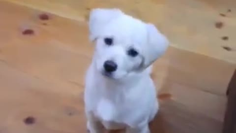 Cute dog videos