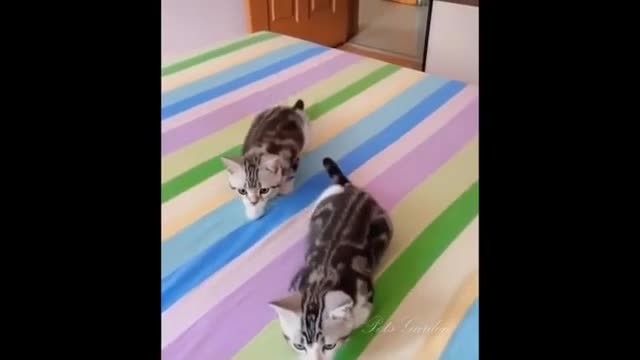 a collection of cute animal behavior adorable || Funny cat moment