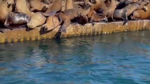 That laugh is fueled by the fear of 100 sea lions boarding the 17’ Montauk