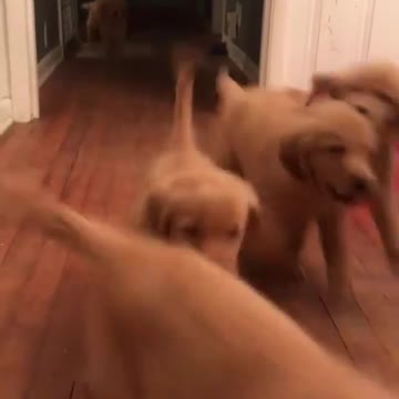 Baby and puppy besties love playing outside together #6