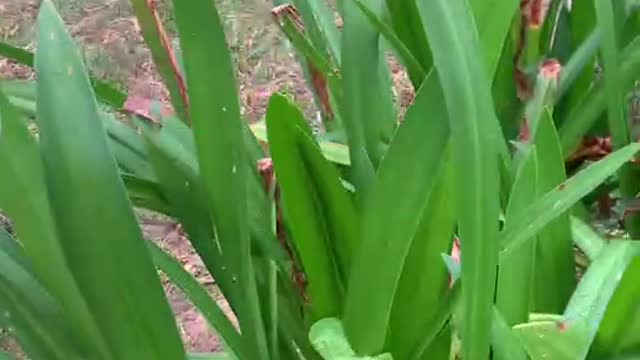 Beach Spider Lily