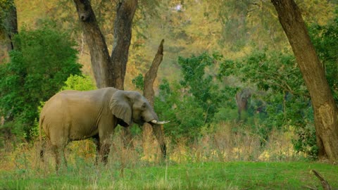 Beautiful animals and the sound of the forest