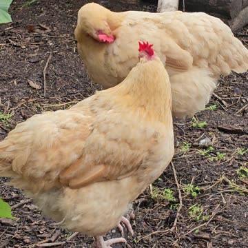 OMC! Hens perched and preening after a long day of scratching and pecking!