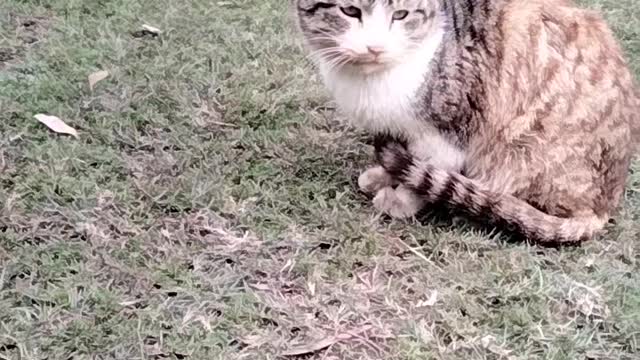 Cute Cat 😺 Video By Kingdom of Awais