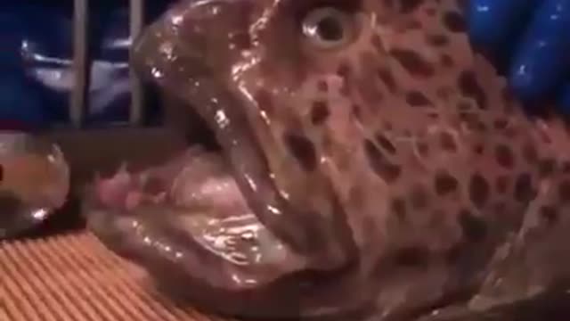 Don't put your hand in a fish's mouth, even if it's dead