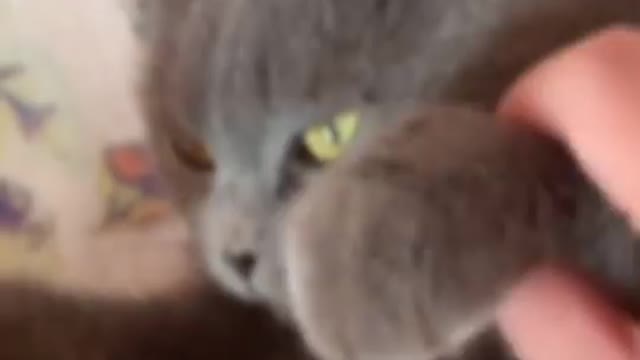 Cat video cat funny video☝️😂😂😂