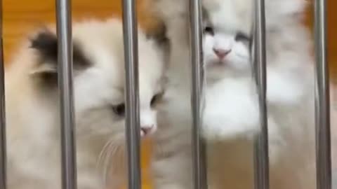 Cat funny video