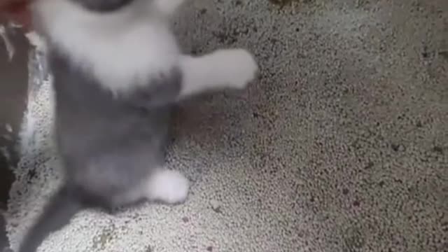 The kitten's feathers are as white as snow