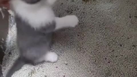 The kitten's feathers are as white as snow