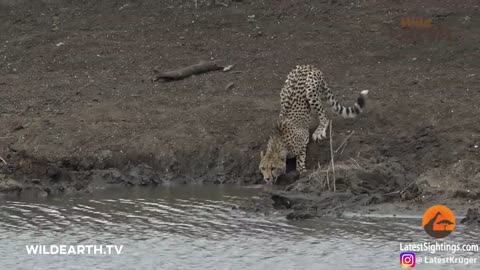 Crocodile Catches Cheetah