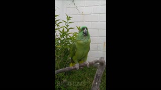 Funny Parrot Hilariously Sings 'La Cucaracha'