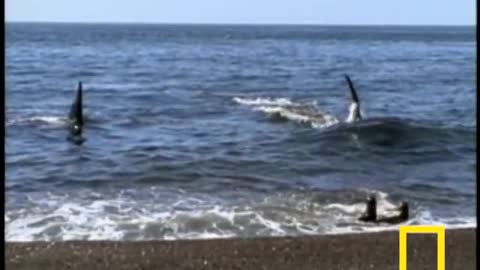 Killer Whale vs Sea Lions