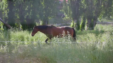 Beautiful brown horse running in green land