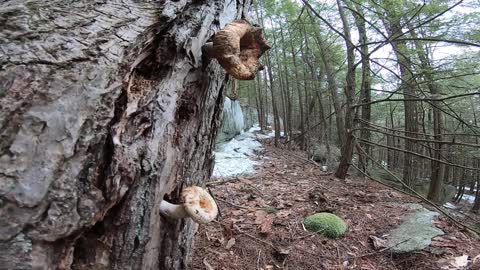 Mushrooms