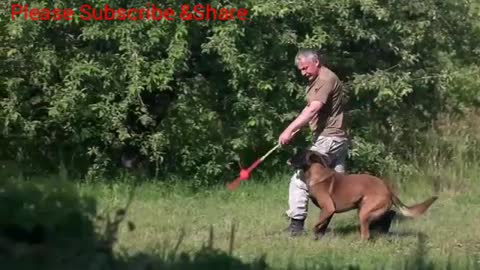 Basic Dog Training Videos