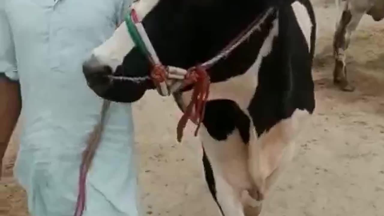 Cow Compilation Video#shorts #shortsvideo #viralvideo #trendingshorts