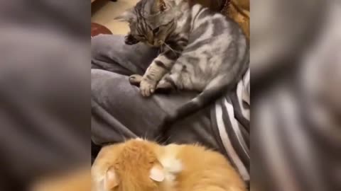 Funny Animals Сompilation 👍 Best Of The 😹 2020-2021 🤣 #6