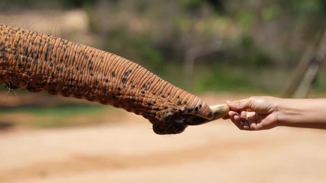 Food for Elephant