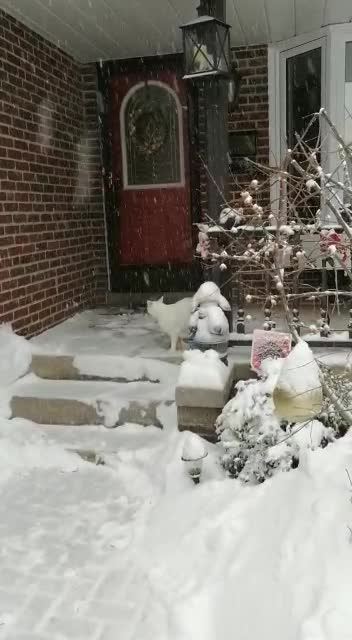 The best cat in the world " Ameer" - Part 1