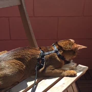 Cat talks with birds