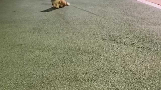 Baby Corgi. Cute steps.